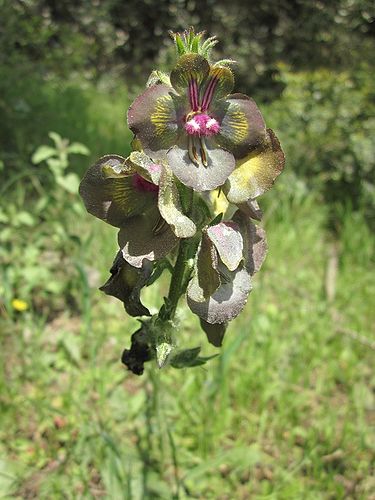 Verbascum bugulifolium